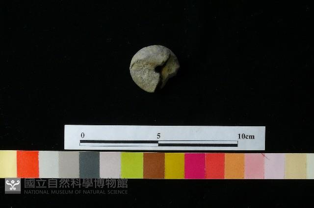 紡輪藏品圖，第1張