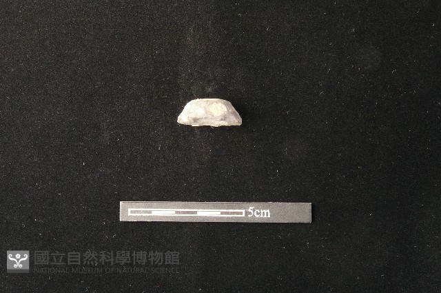 紡輪藏品圖，第1張