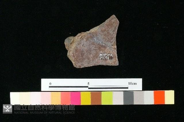 陶蓋藏品圖，第3張