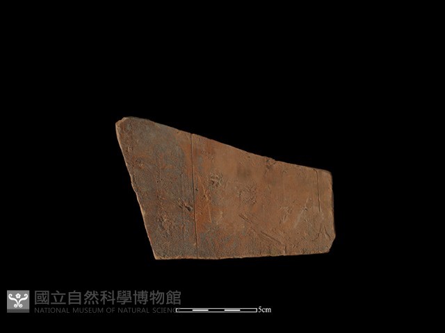 瓦片藏品圖，第1張
