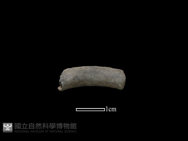 陶環藏品圖，第1張