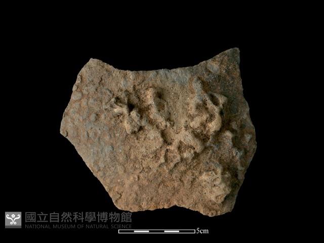 陶片藏品圖，第1張