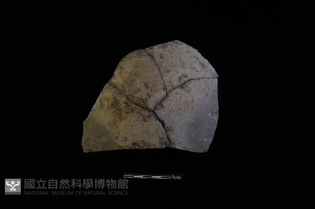 陶片藏品圖，第1張