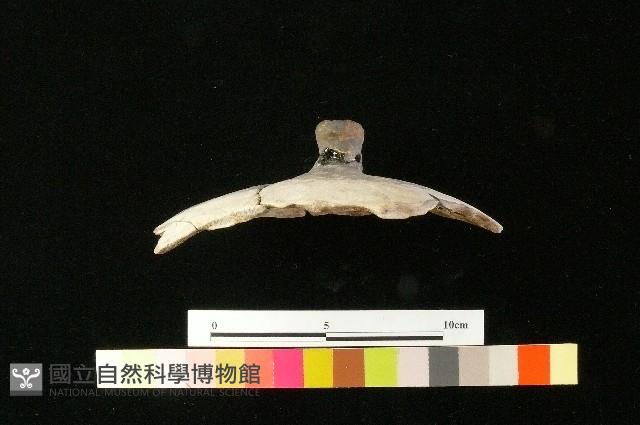 陶蓋藏品圖，第2張