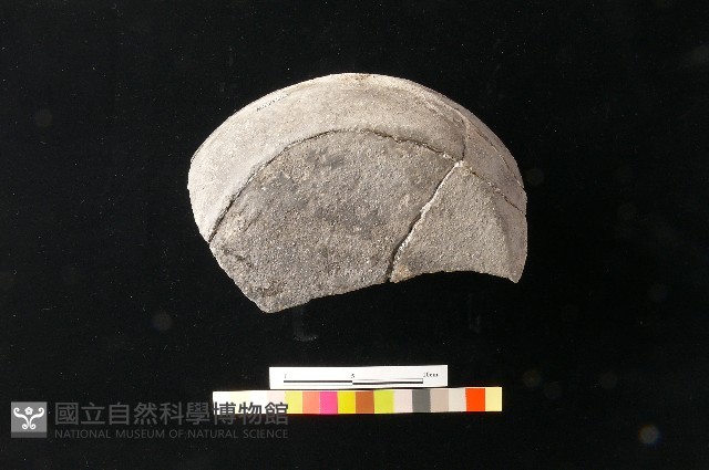 陶罐藏品圖，第10張