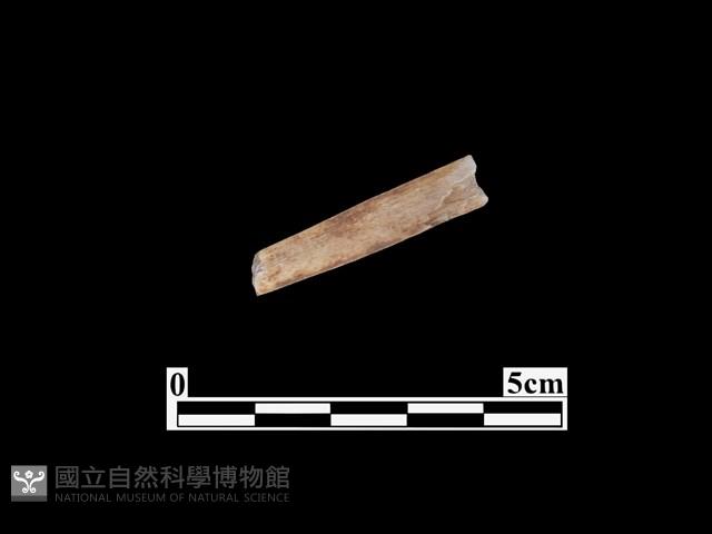 骨器藏品圖，第2張