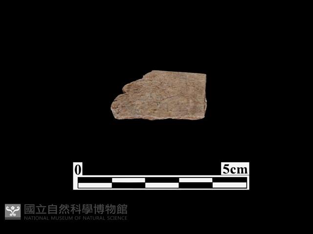 骨器藏品圖，第2張