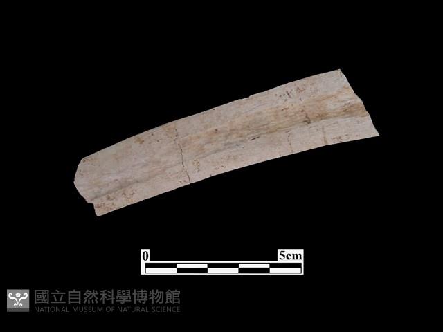 骨器藏品圖，第2張