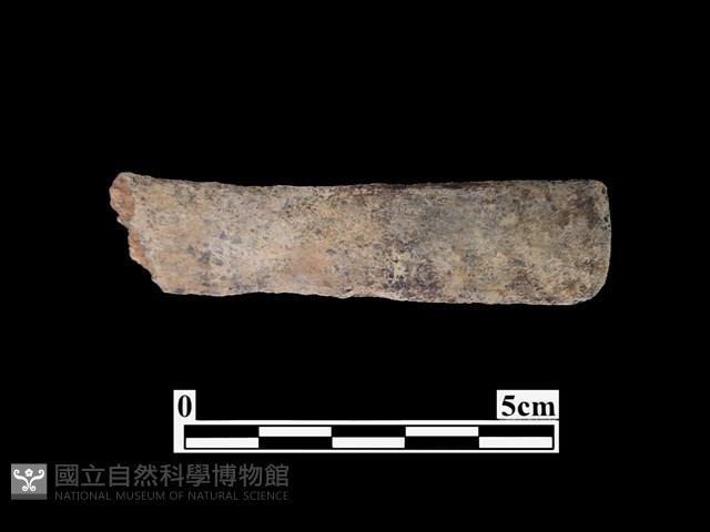 骨器藏品圖，第2張