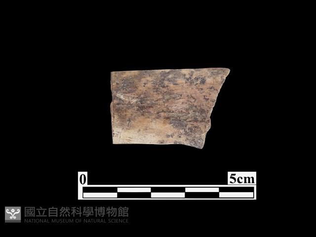 骨器藏品圖，第2張