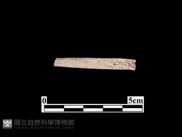 骨器藏品圖，第2張
