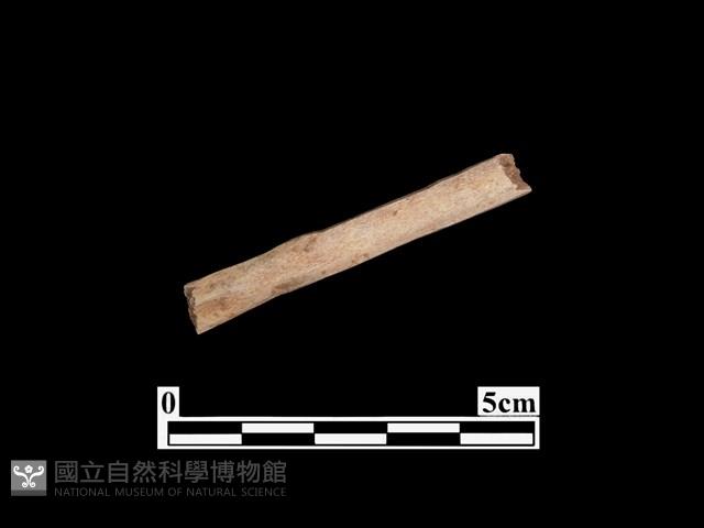 骨器藏品圖，第2張