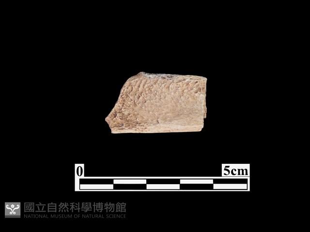 骨器藏品圖，第2張