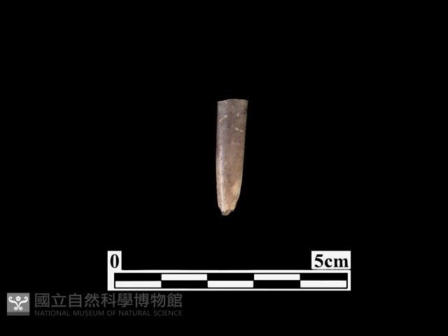 骨器藏品圖，第2張