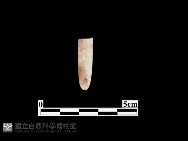 骨器藏品圖，第2張