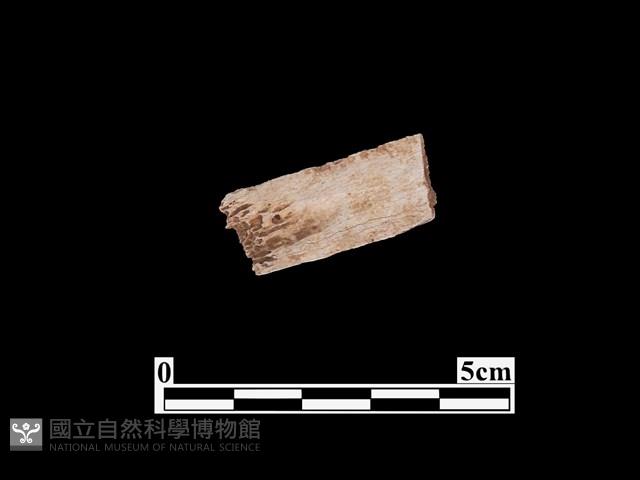 骨器藏品圖，第2張