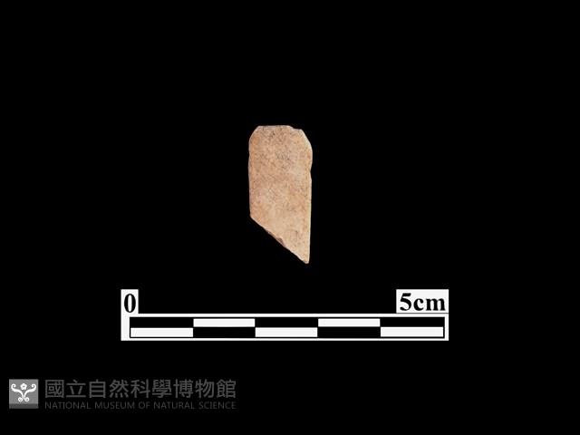 骨器藏品圖，第2張