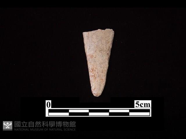 骨器藏品圖，第2張