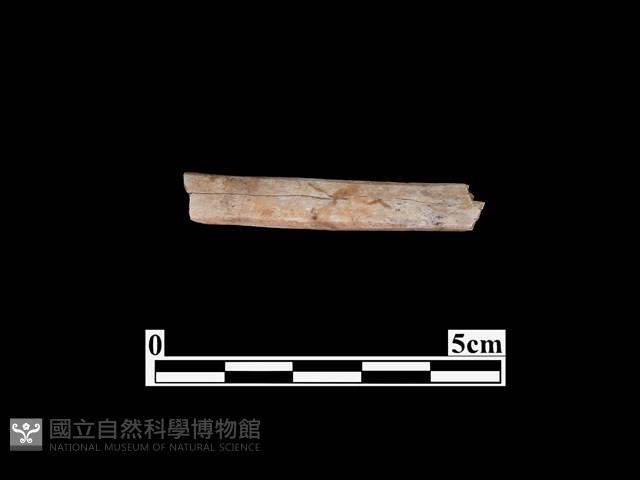 骨器藏品圖，第2張