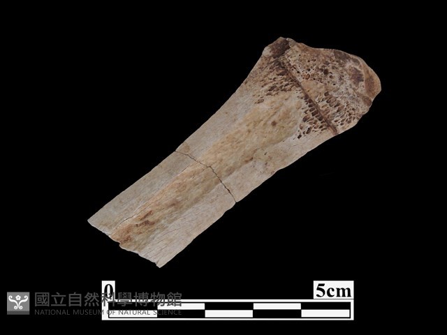 骨器藏品圖，第2張