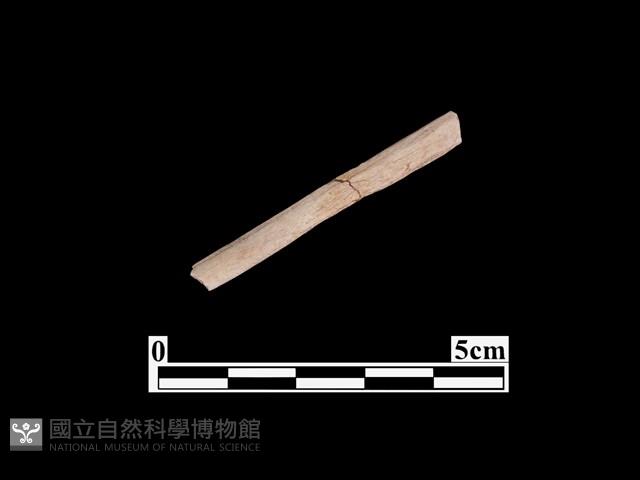 骨器藏品圖，第2張