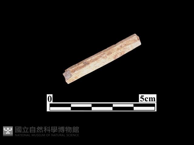 骨器藏品圖，第2張