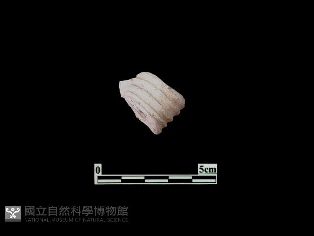 圓形耳藏品圖，第2張