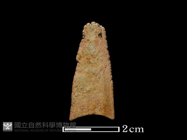 矛鏃形器藏品圖，第2張