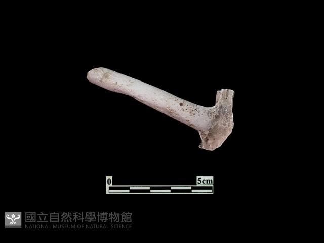 陶片藏品圖，第1張