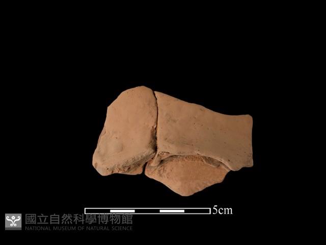 陶片藏品圖，第2張