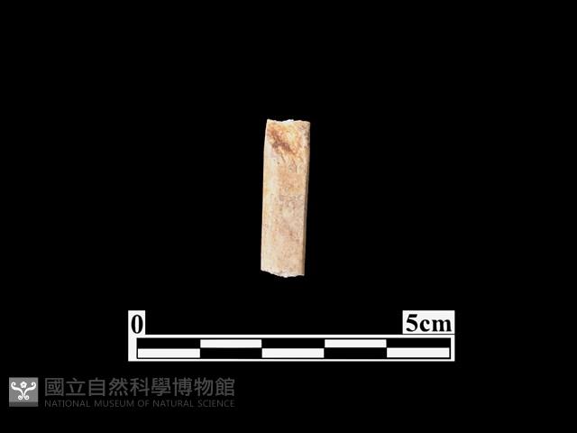 骨器藏品圖，第2張