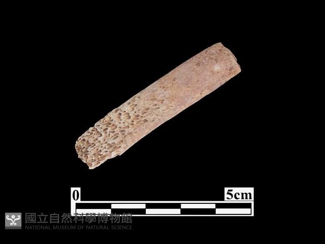 骨器藏品圖，第2張