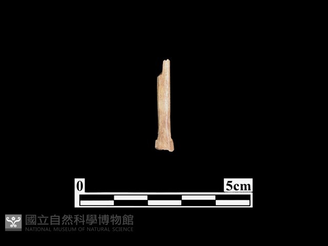 骨鏃藏品圖，第2張