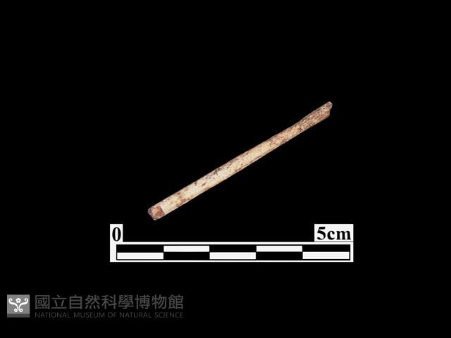 骨器藏品圖，第2張