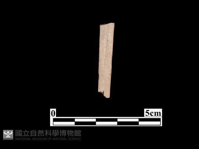 骨器藏品圖，第2張