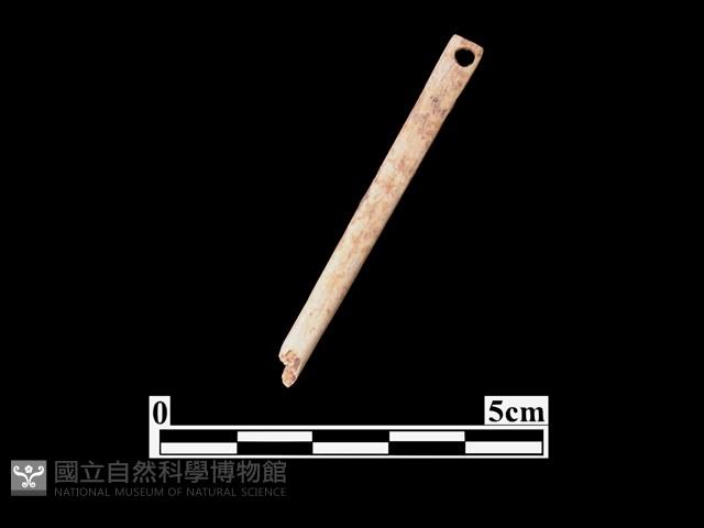 骨針藏品圖，第2張