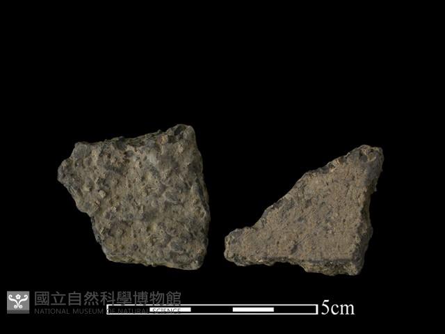 陶片藏品圖，第1張