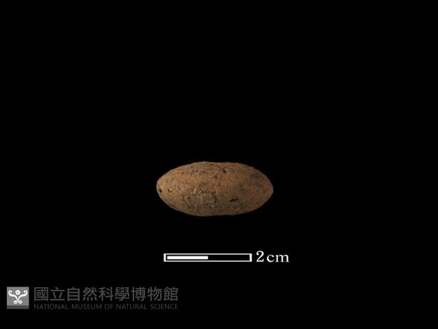 獸牙藏品圖，第1張