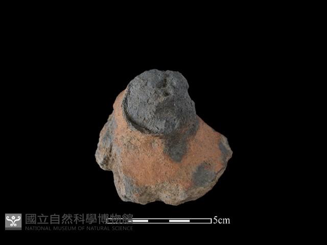 陶蓋鈕藏品圖，第1張