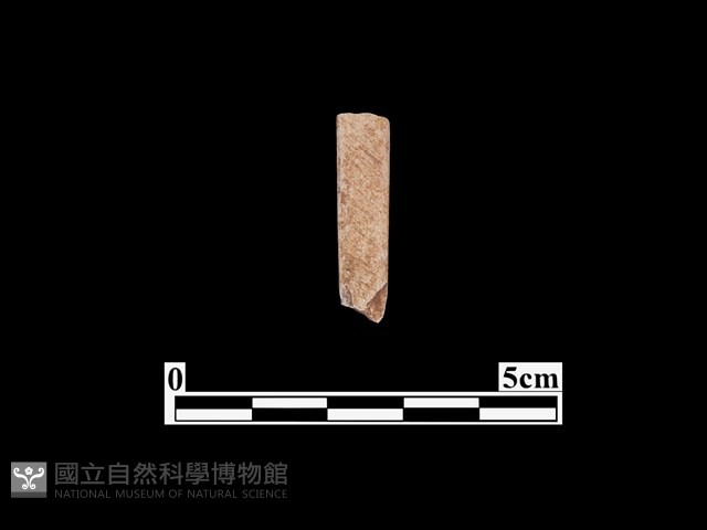 骨器藏品圖，第1張