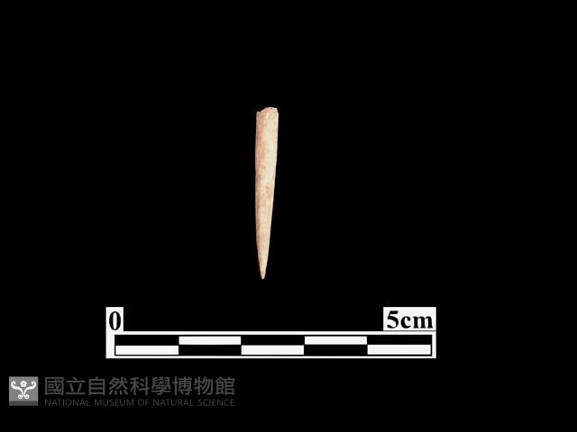 骨針藏品圖，第1張