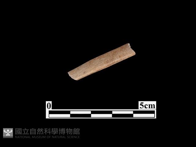 骨器藏品圖，第1張