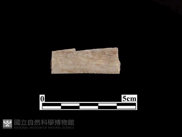 骨器藏品圖，第1張