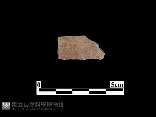 骨器藏品圖，第1張