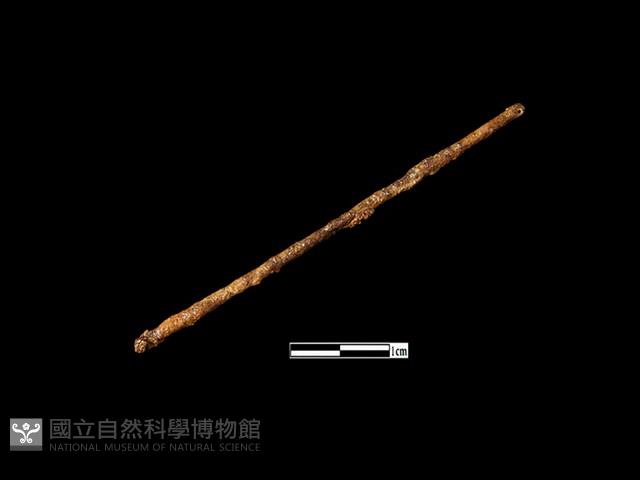 鐵針藏品圖，第1張