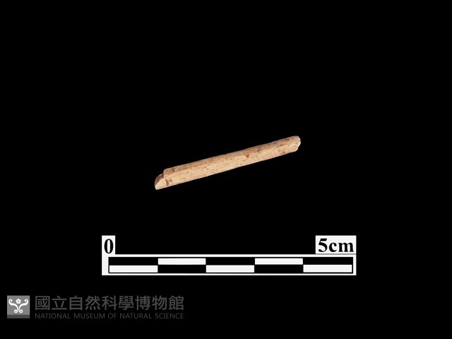 骨器藏品圖，第1張