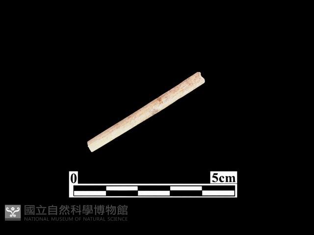 骨針藏品圖，第1張