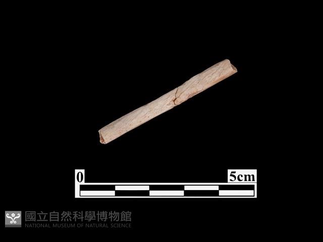 骨器藏品圖，第1張