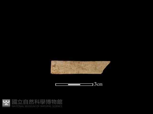 骨器藏品圖，第1張