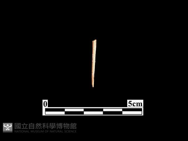 骨針藏品圖，第1張